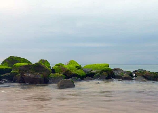 Algerne på stenene i strandkanten står i en flot og skærende kontrast til den sarte blågrå himmel på en rolig dag