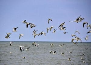 Ternerne jager i flok over havet på jagten efter bytte
