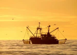 Oplev roen i aftenlyset reflekteret på vandet, når en rejekutter sejlende fisker går ud på havet. Nyd den fredelige atmosfære i solnedgangen og den fængslende udsigt over havet.