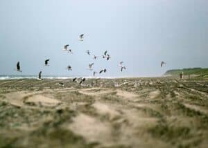 Terner på vingerne. de holder til på nordstranden i Hvide Sande hvor de yngler i forsommeren