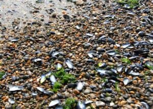 Blåmuslingerskaller i stort antal er skyllet op på stranden ved seneste højvande