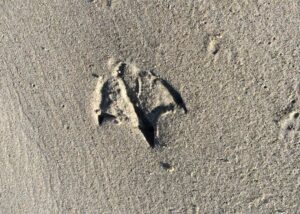 Fodspor i sandet på stranden - hvilken fugl har mon været forbi her